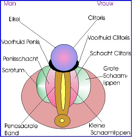 embryo.jpg