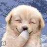 lachendehond.jpg